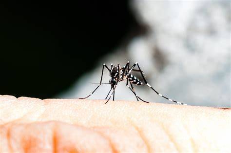 El mosquito Aedes Japonicus podría ser el causante del brote de las ciudades sevillanas.