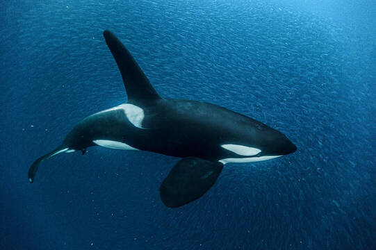 Las orcas han frecuentado el litoral gallego estos últimos días. 
