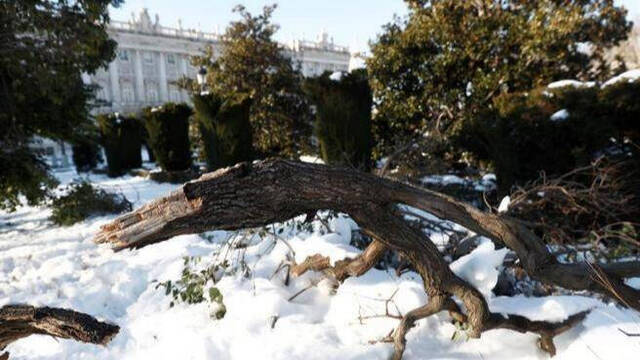 Árboles caídos en Madrid.