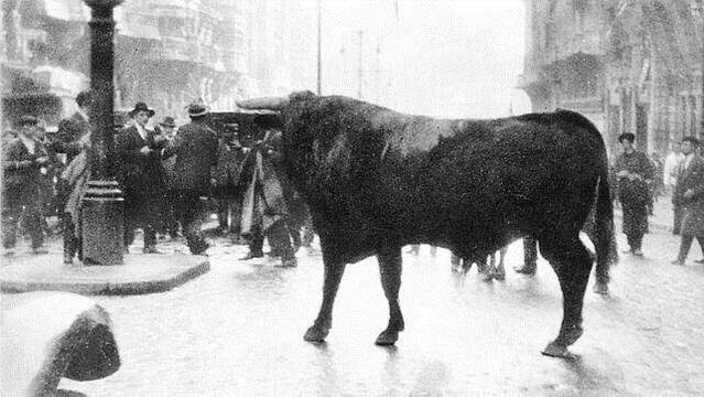 El toro escapado en Madrid.