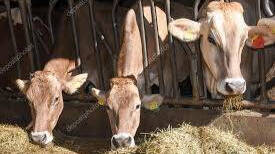 La instalación de la mayor granja de vacas de Europa en un pueblo soriano siembra la discordia en Castilla y León