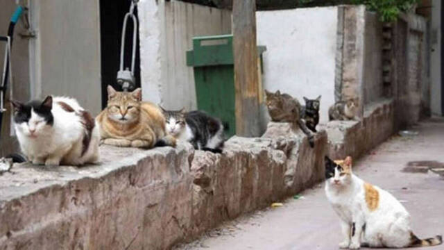 Varios gatos en una colonia. 