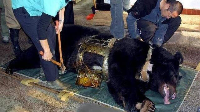 Un oso atado para la extracción de bilis de su abdomen. 