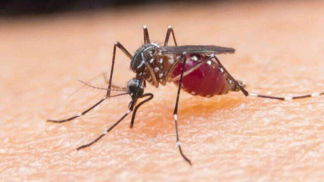 El mosquito que transmite el virus. 