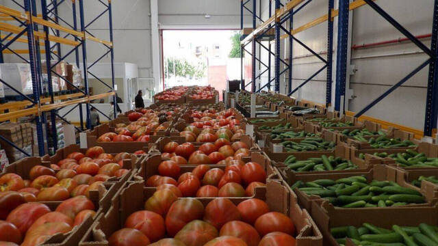 Industria agrícola de tomates y pepinos, productos que afectan a agricultores españoles