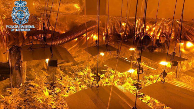 Cultivo 'indoor' de marihuana. 