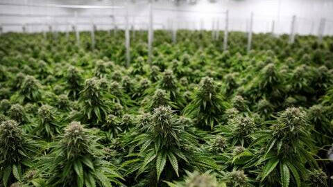 Un cultivo de marihuana. 