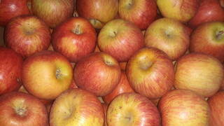 Trucos para conservar las manzanas para que duren más tiempo