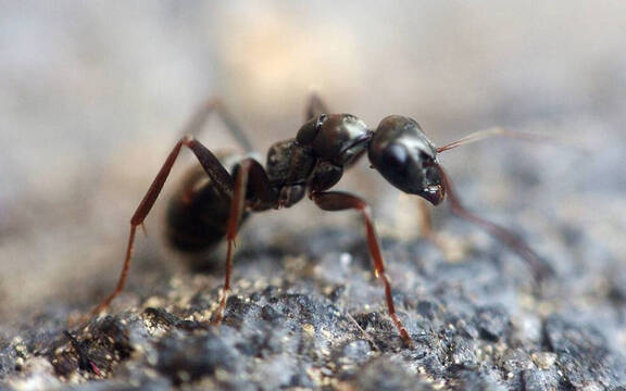 Brachyponera chinensis, la hormiga asiática identificada en Europa.