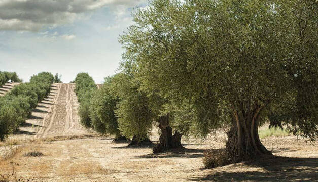 Cultivo del olivar en Jaén, Andalucía. 