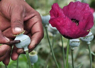 La 'flor del opio', productora letal de morfina: Nuevo reclamo turístico en pueblos de España