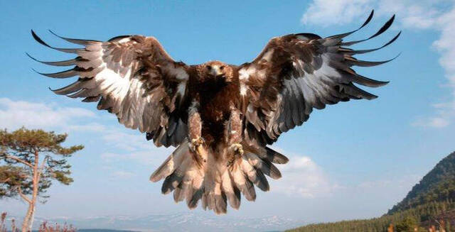 / Un águila imperial volando en España.