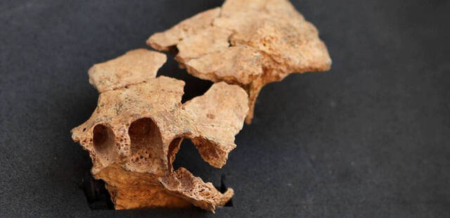 / Presentación del descubrimiento de la cara del primer europeo, este viernes en el yacimiento de Atapuerca.