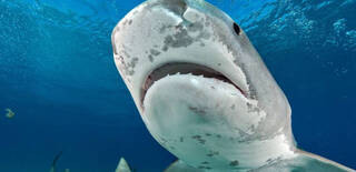 Alerta por la presencia de tiburones cerca de las playas: Incremento de ataques en el último año 