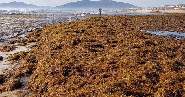 Algas asiáticas que invaden las costas españolas. 