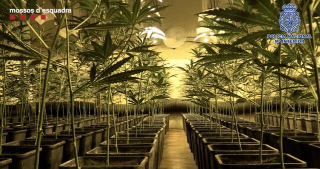 Cultivo de marihuana. Foto: MOSSOS