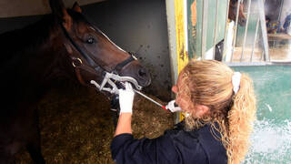 Los dentistas de caballos: La práctica indispensable y singular en el mundo equino