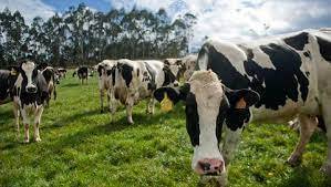 Crisis en la producción de leche asturiana: Un descenso de hasta cinco céntimos por litro por parte de la industria láctea ahoga a los ganaderos