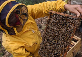 La apicultura asturiana, un sector en crisis