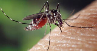 Alarma el dengue vuelve a España: Se confirma el primer caso autóctono desde hace 4 años 