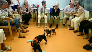 La terapia asistida con animales, el método innovador que reduce el riesgo de depresión en personas mayores