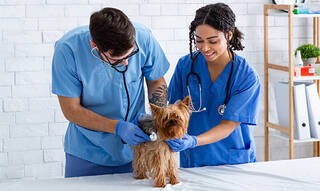¿Qué especialidad veterinaria me conviene más? Las más recomendadas