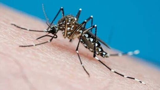 Imagen del Aedes aegypti o mosquito tigre, portador del dengue