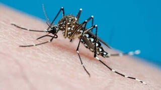 El virus del dengue amenaza con 'tomar' Europa: “El mosquito portador puede venir dentro de una maleta o un coche”