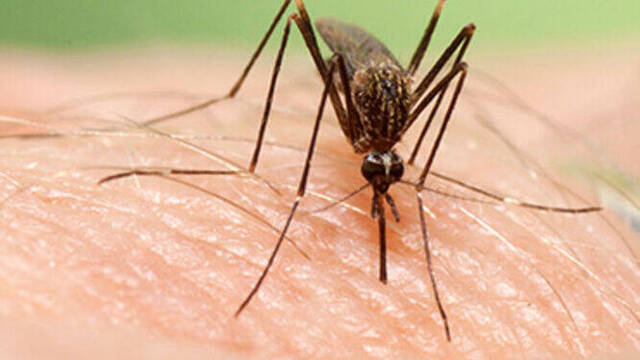 Mosquito Aedes Japonicus