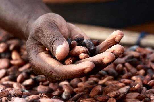 La crisis de producción del cacao amenaza con subidas de precio significativas