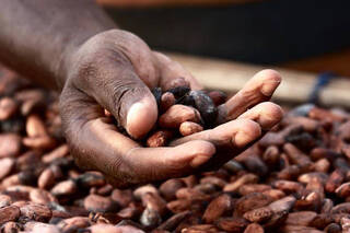 Efectos de la crisis del cacao: La producción se enfrenta a su mayor déficit en 65 años 