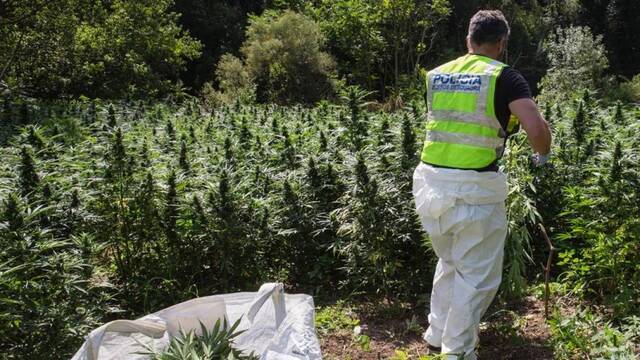 Plantación de marihuana en Cataluña.
